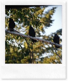 3 corvi
